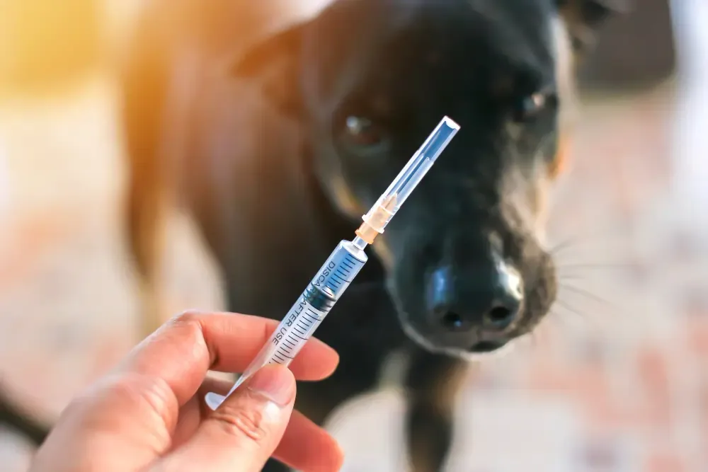 Syringe held up in front of a stray dog